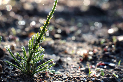 Close-up of plants against blurred background