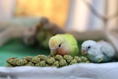 Close-up of birds in nest