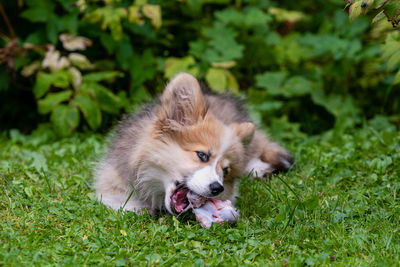 Dog lying on grass