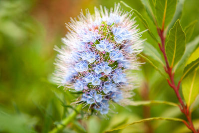 Close-up of purple flowering plant