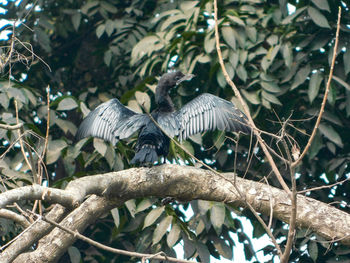 Low angle view of bird perching on tree