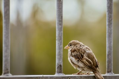 Close-up of bird perching on branch