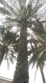 Low angle view of palm tree against sky