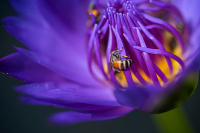 Close-up of purple pollinating flower