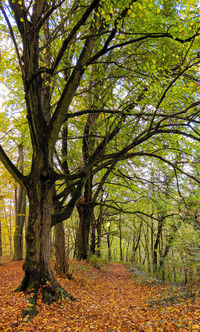 Trees growing in forest during autumn