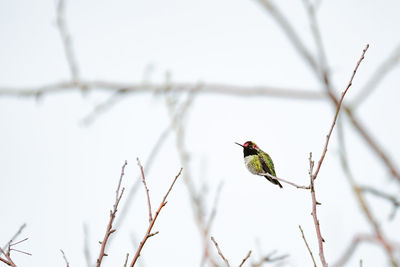 Low angle view of bird perching on branch