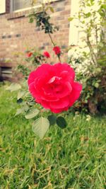 Close-up of red flower blooming outdoors