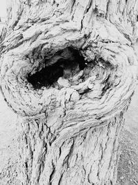 Close-up of tree trunk