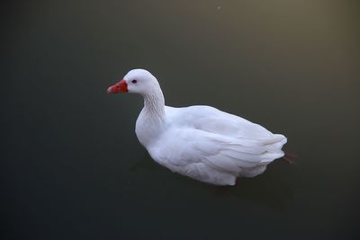 Close-up of a bird / duck swimming in a lake or river