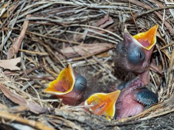 Close-up of baby birds in nest