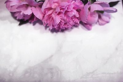 Close-up of pink flowering plant on table