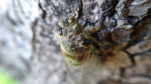 Close-up of insect on rock