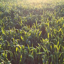 Plants growing on field