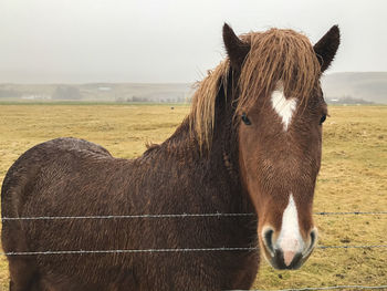 Horse standing in field against sky