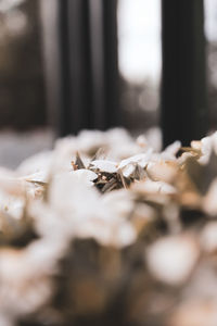 Close-up of fallen leaves on metal