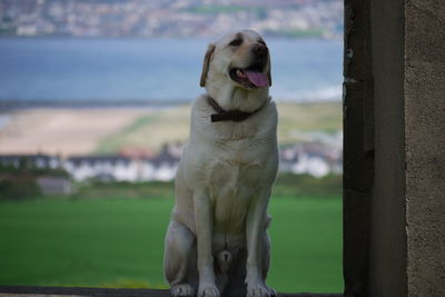 Yellow labrador retriever sitting by wall at park