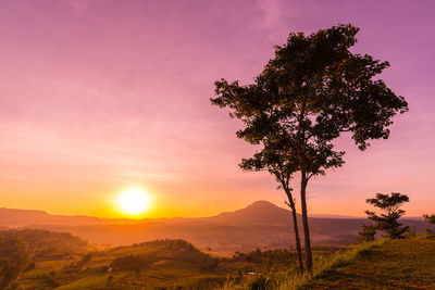 Tree on landscape against sky during sunset