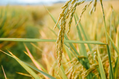 Close-up of wheat growing on field