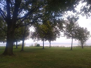Trees on field against sky