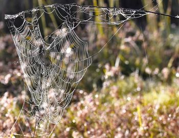 Close-up of spider web