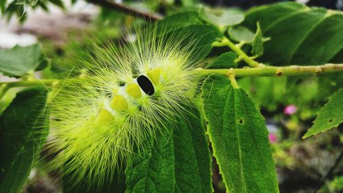 Close-up of green butterfly on plant