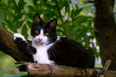 Portrait of a cat