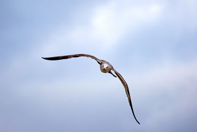 Close-up of bird against sky