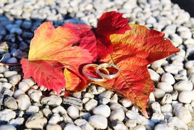 Close-up of maple leaves on pebbles