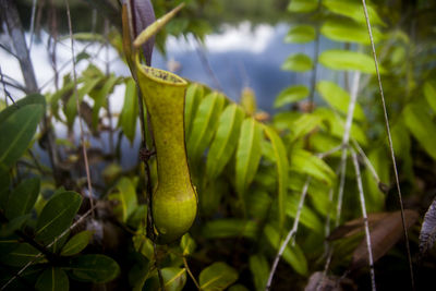 Close-up of insect on plant