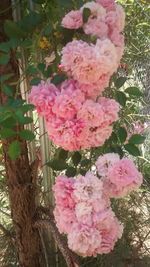 Close-up of pink flowers