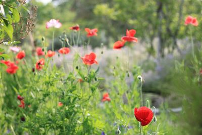 Close-up of red poppy flowers growing on field