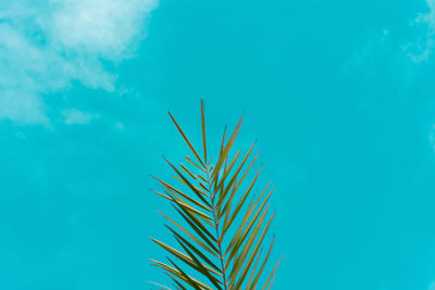 Low angle view of coconut palm tree against blue sky