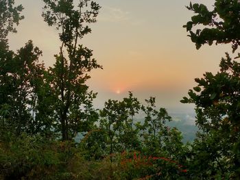Trees against sky during sunset