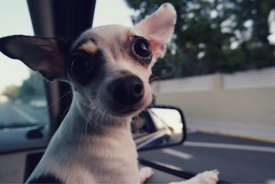 Close-up portrait of dog