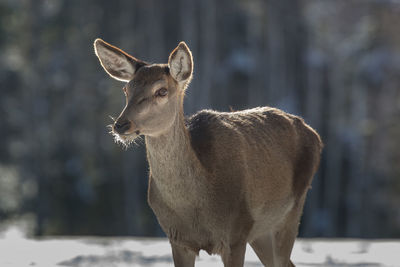 Portrait of deer standing outdoors