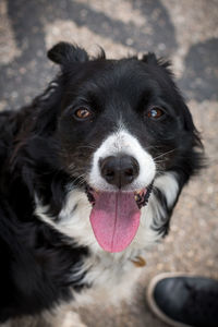 Portrait of black dog