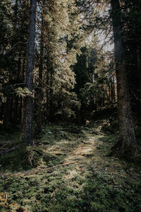 Full frame shot of trees in forest