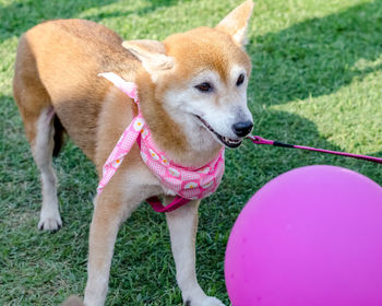 Close-up of dog on grass