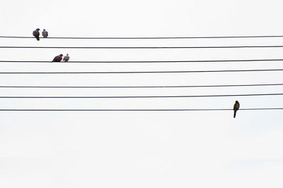 Low angle view of birds perching on cable against sky