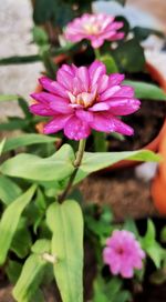 Close-up of pink flowering plant