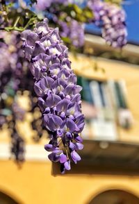 Close-up of purple flowering plant