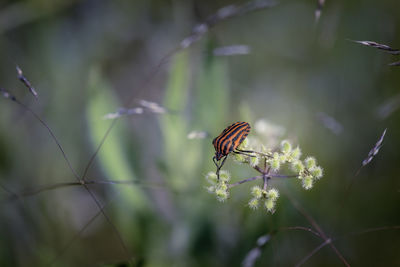 Close-up of butterfly pollinating flower