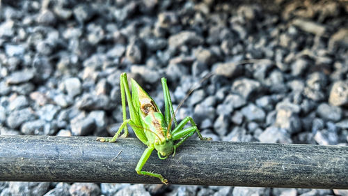 Close-up of insect on wood