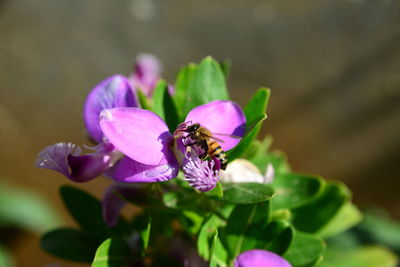 Close-up of bee on pink flower