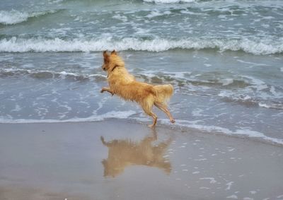 Dog on beach