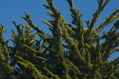 Low angle view of tree against sky