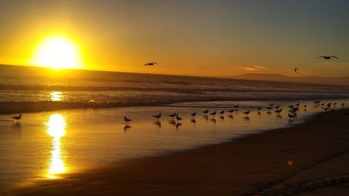 Birds in sea at sunset