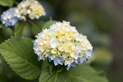 Close-up of white hydrangea flowers