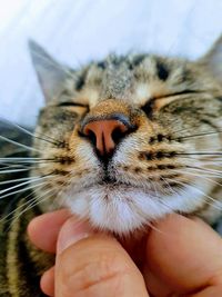 Close-up of hand holding cat