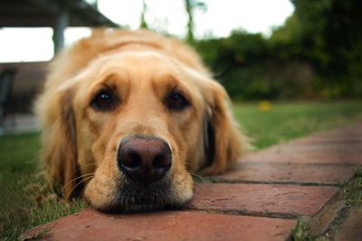 Close-up portrait of dog relaxing outdoors